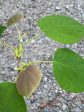 Disanthus cercidifolius  Hawkesridge Form  (Redbud Hazel) Online