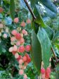 Berberis jamesiana  Exuberant   (Exuberant Barberry) Cheap