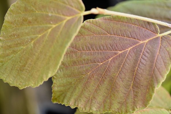 Hamamelis x intermedia  Primavera  (Witch Hazel) For Sale