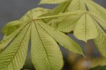 Aesculus hippocastanum  Memmingeri   (Horsechestnut) For Discount