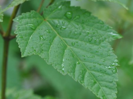 Acer caudatifolium (Kawakami Maple) Sale