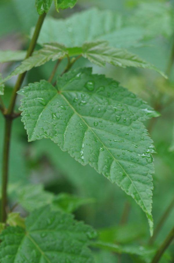 Acer caudatifolium (Kawakami Maple) Sale