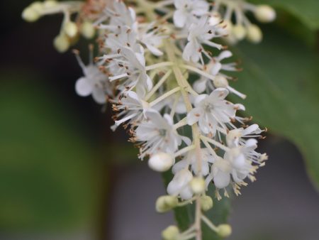 Clethra fargesii (Summersweet) For Sale