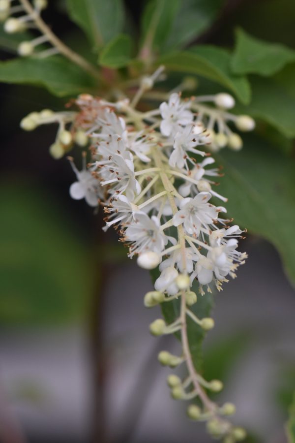 Clethra fargesii (Summersweet) For Sale