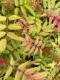 Sorbaria sorbifolia  Mr. Mustard  USPP33,551;CVRAF (False Spirea) For Sale