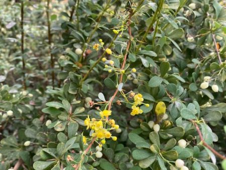 Berberis wilsoniae  Dwarf Form  (Wilson s Barberry) Discount