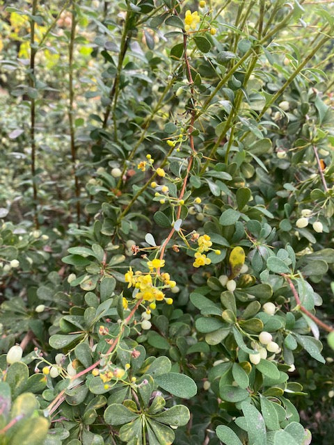 Berberis wilsoniae  Dwarf Form  (Wilson s Barberry) Discount