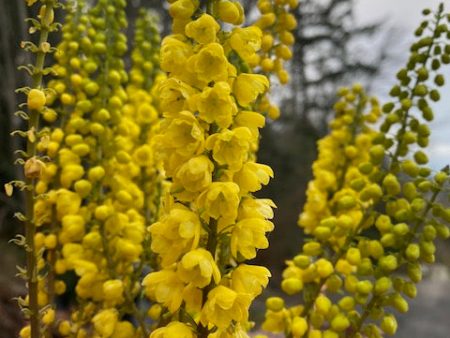 Mahonia x media  Arthur Menzies  (Hybrid Oregon Grape) Supply