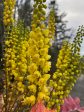 Mahonia x media  Arthur Menzies  (Hybrid Oregon Grape) Supply