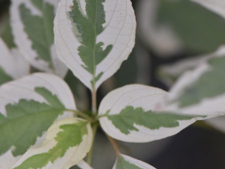 Cornus alternifolia  Argentia   (Variegated Pagoda Dogwood) on Sale