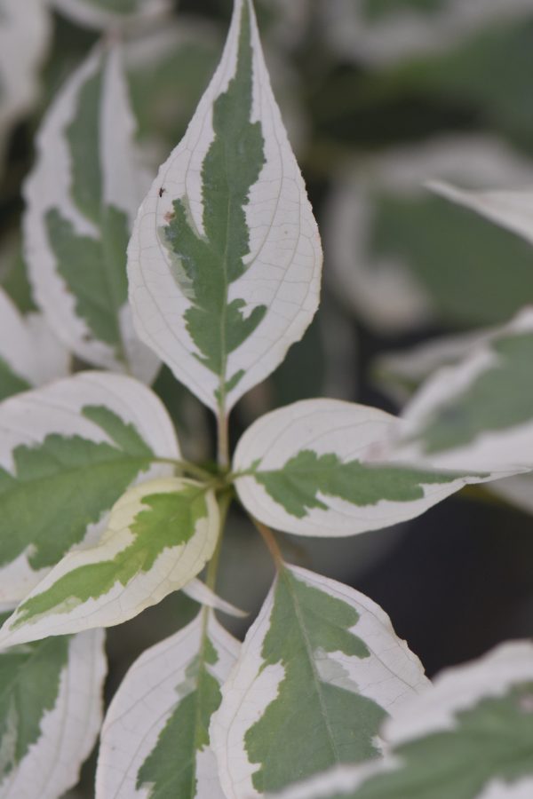 Cornus alternifolia  Argentia   (Variegated Pagoda Dogwood) on Sale