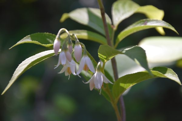 Styrax odoratissimus CGG14116 (Snowbell) Discount