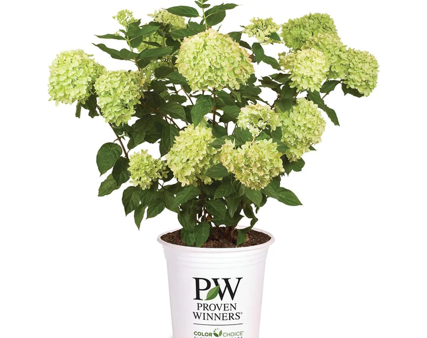 Limelight Hydrangea Bush Online Sale