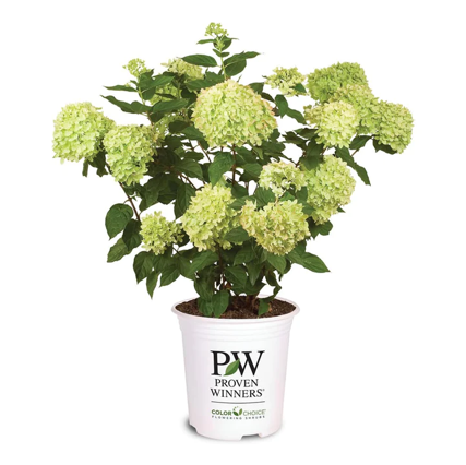 Limelight Hydrangea Bush Online Sale