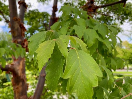 Acer griseum (Paperbark Maple) For Discount