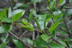 Betula apoiensis (Dwarf Japanese Birch) Hot on Sale