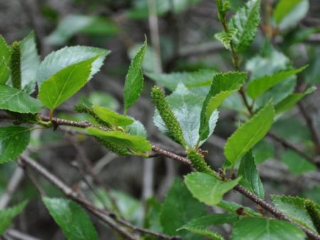 Betula apoiensis (Dwarf Japanese Birch) Hot on Sale