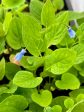 Mertensia platyphylla (Western Bluebells, Broadleaf Bluebells) Hot on Sale