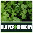 Real World Clover   Chicory Blend Supply