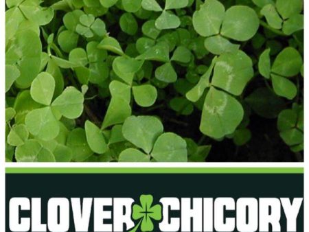 Real World Clover   Chicory Blend Supply