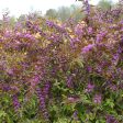 Callicarpa dichotoma  Early Amethyst  (Early Amethyst Beautyberry) Online now