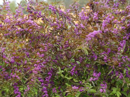 Callicarpa dichotoma  Early Amethyst  (Early Amethyst Beautyberry) Online now