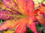 Acer pseudosieboldianum ssp. takesimense (Purple Bloom Maple) Supply