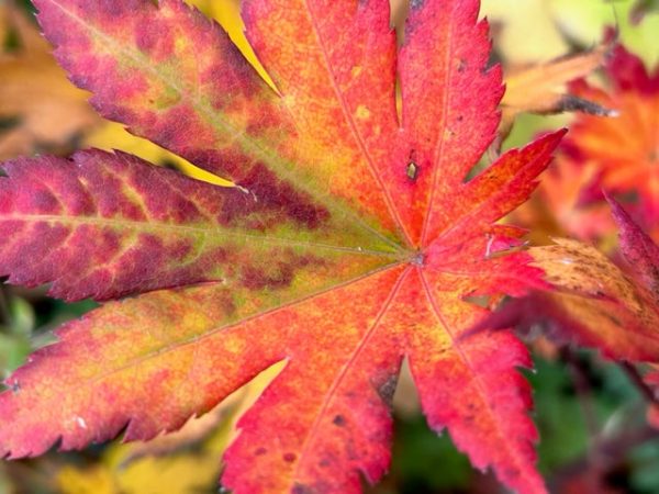 Acer pseudosieboldianum ssp. takesimense (Purple Bloom Maple) Supply