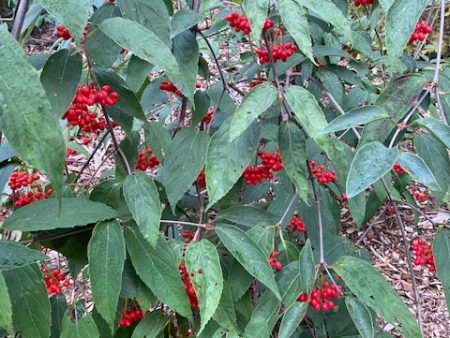 Viburnum setigerum (Tea viburnum) Supply