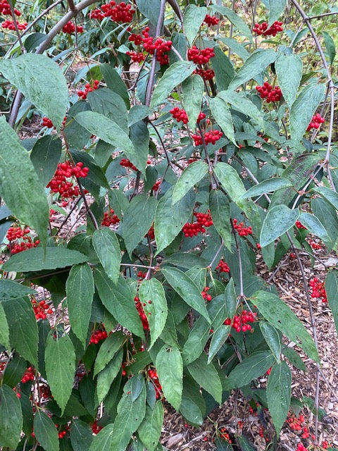 Viburnum setigerum (Tea viburnum) Supply