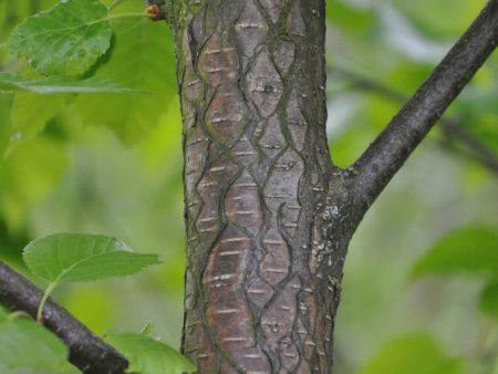 Betula occidentalis (Water Birch) on Sale