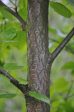 Betula occidentalis (Water Birch) on Sale