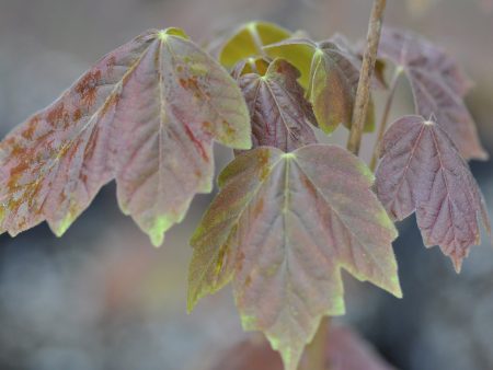 Acer diabolicum f. purpurascens (Devil s Maple) For Sale