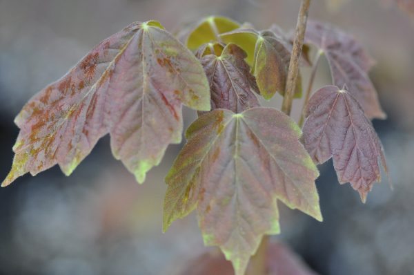 Acer diabolicum f. purpurascens (Devil s Maple) For Sale