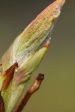 Aesculus hippocastanum  Digitata   (Horsechestnut) Cheap