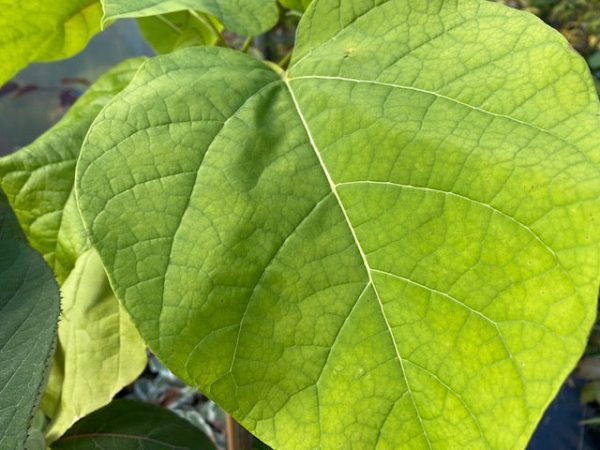 Catalpa bignonioides  Aurea  (Golden Catalpa) For Cheap