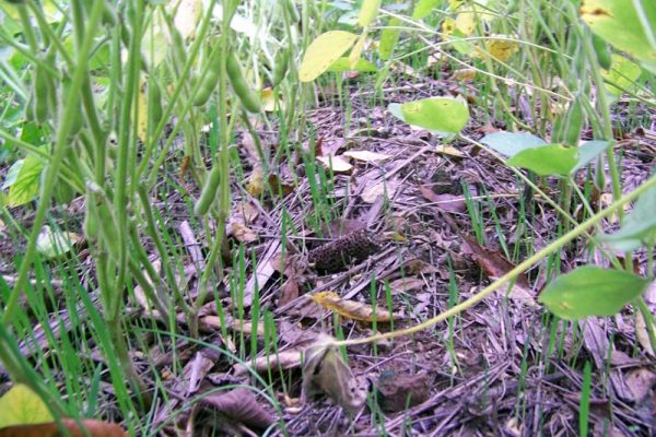 Real World Forage Oat Blend Fashion