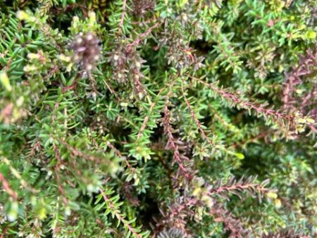 Empetrum nigrum (Crowberry) For Sale