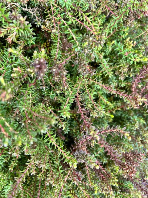 Empetrum nigrum (Crowberry) For Sale