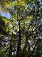 Acer griseum (Paperbark Maple) For Discount