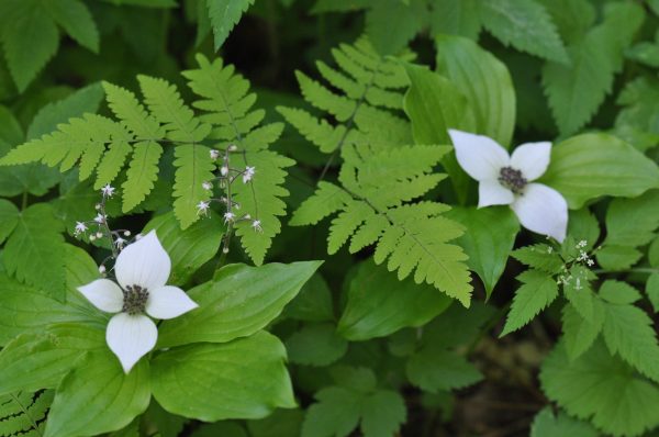 Cornus canadensis (Creeping Dogwood, Bunchberry) Supply