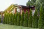 Emerald Green Arborvitae-  Thuja occidentalis  Online Hot Sale