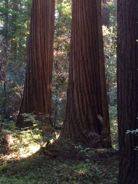 Sequoia sempervivens  (Coast Redwood) Sale