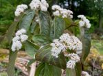 Viburnum setigerum (Tea viburnum) Supply