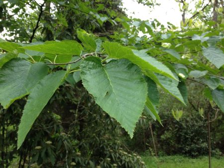 Alnus maximowiczii (Montane Alder) For Sale