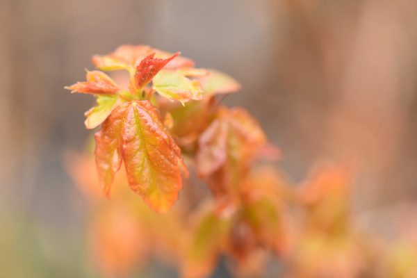 Acer buergerianum (Trident Maple) Online Hot Sale