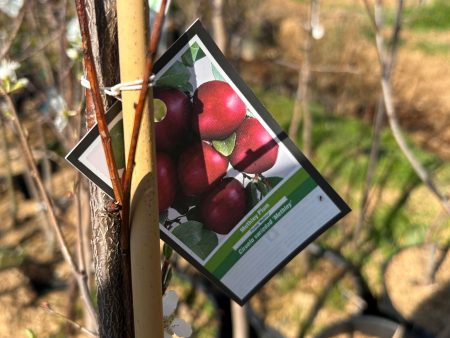 Fruit trees sale Online now