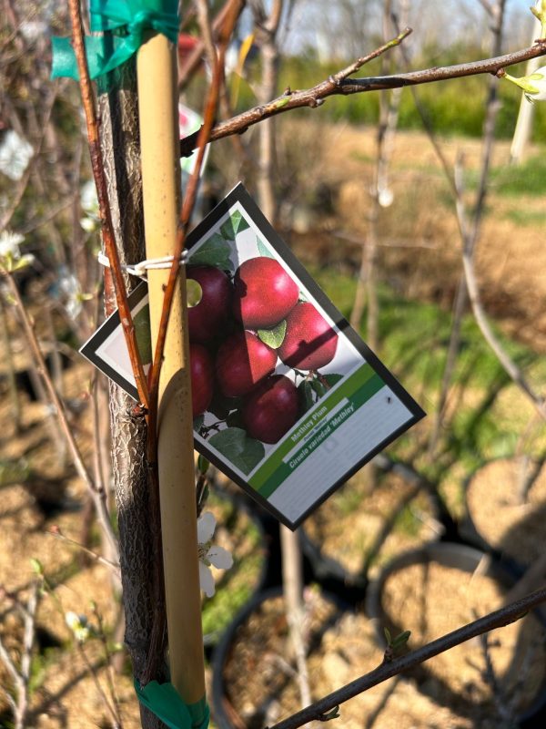 Fruit trees sale Online now