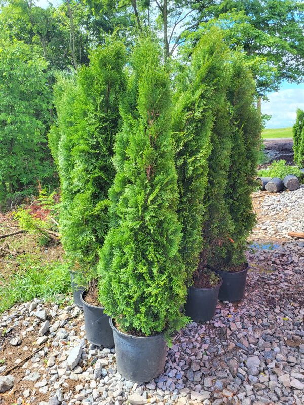 Emerald Green Arborvitae-  Thuja occidentalis  Online Hot Sale