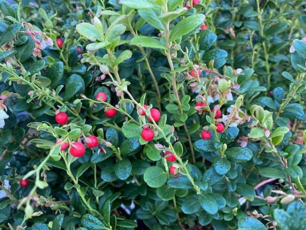 Vaccinium vitis-idaea  Red Candy   (Lingonberry) Online Sale